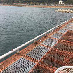 アオリイカではないけど…大きいコウイカ