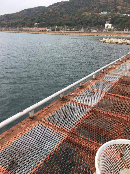 アオリイカではないけど…大きいコウイカ