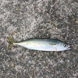 ショアジギング