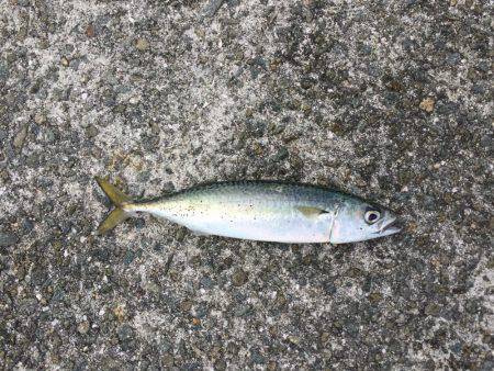 ショアジギング