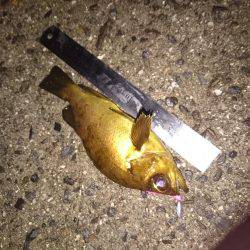 いつもより大きめ？