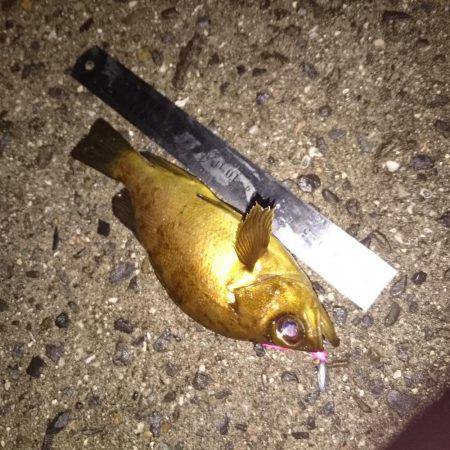 いつもより大きめ？