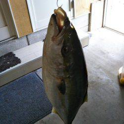 徳島県阿南市の那賀川河口、ブリ＆タチウオ