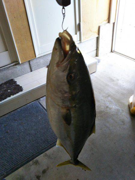 徳島県阿南市の那賀川河口、ブリ＆タチウオ