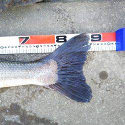 阿南市の那賀川河口でブリ＆タチウオ