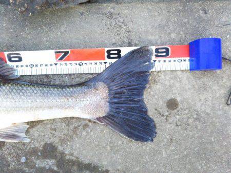 阿南市の那賀川河口でブリ＆タチウオ