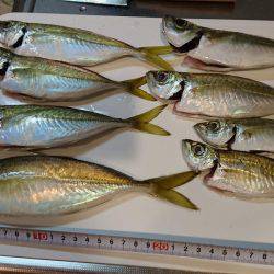 エギング アジング