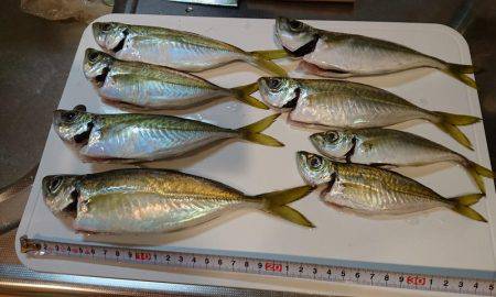 エギング アジング