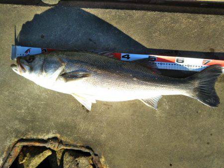 阿南市の淡島突堤でタチウオ、那賀川河口でスズキ