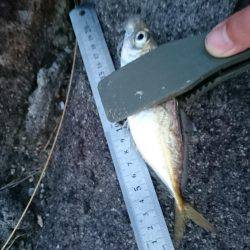 【西大分赤灯台】漁港内側を探り探り、地合を見極めに。