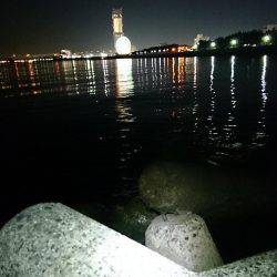 今夜はアコウ