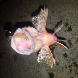 チニング&アジング