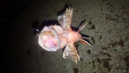 チニング&アジング