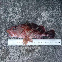 早起きしたから6時~8時でロックフイッシュ