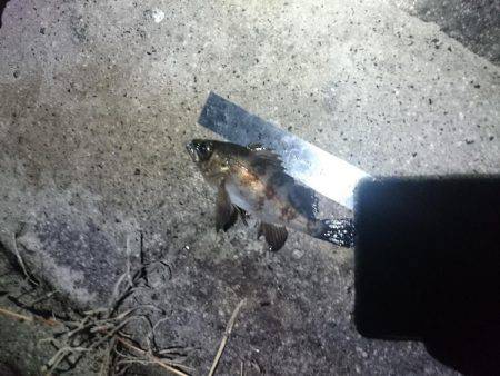 アジ狙いで行くも撃沈(21時～22時半 西…