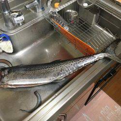 まだ、釣れましたショアジギング