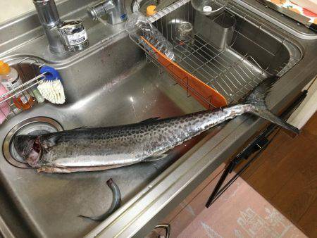 まだ、釣れましたショアジギング