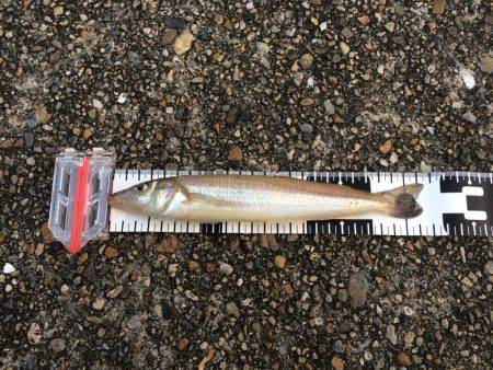 播磨新島で投げ釣り