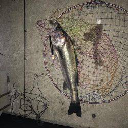 神戸港マイワシパターンのシーバス