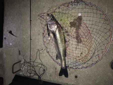 神戸港マイワシパターンのシーバス