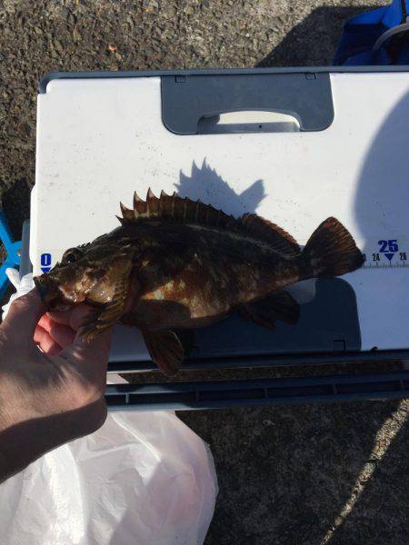 色々釣れました