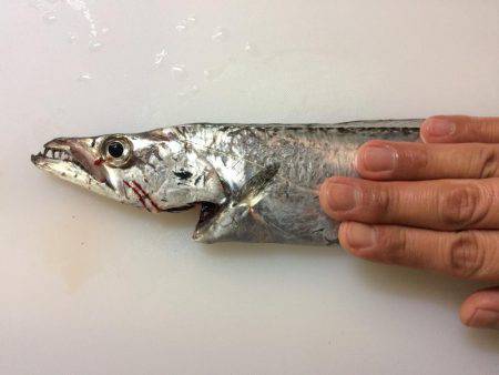 なんとか坊主は逃れたものの