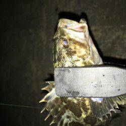 ジャンボアジを求めて