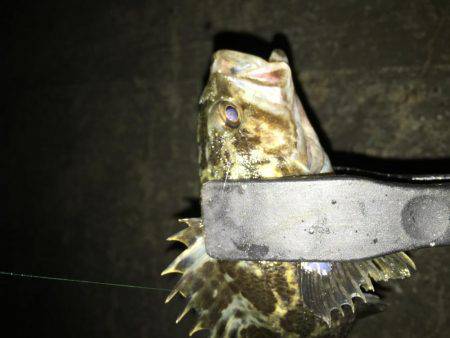 ジャンボアジを求めて