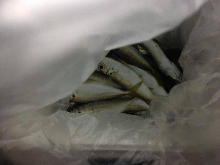 一投一匹で釣れ続きました