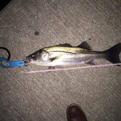 年末マイワシパターン炸裂