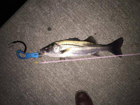 年末マイワシパターン炸裂