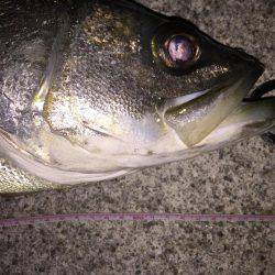 シーバス釣り納め