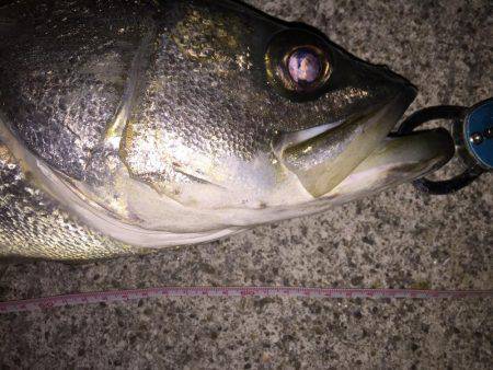 シーバス釣り納め