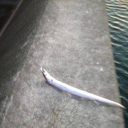 タチウオのみー