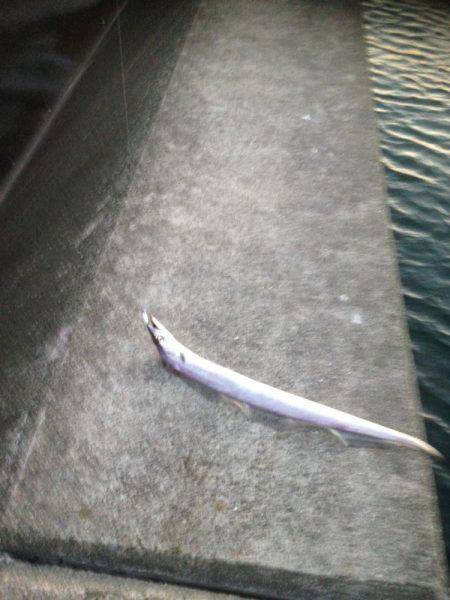 タチウオのみー