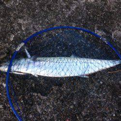 タチいちサゴに