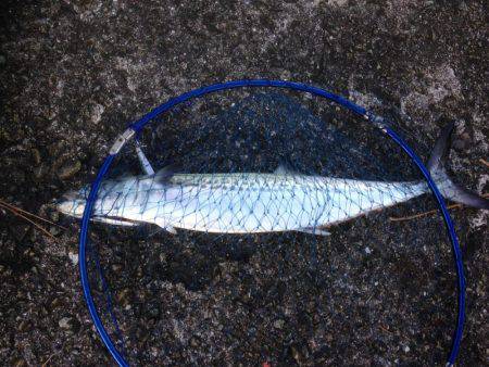 タチいちサゴに