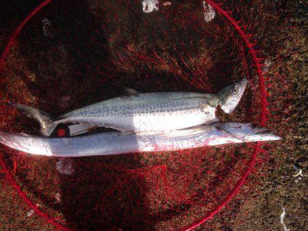 タチいちサゴいち