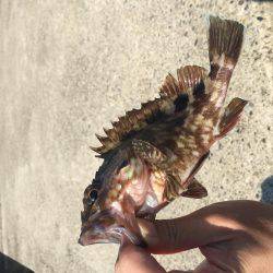 ハゲはダメでしたがー！