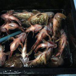 今年最後にビッグなガシラが釣れました