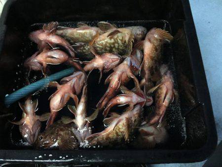 今年最後にビッグなガシラが釣れました