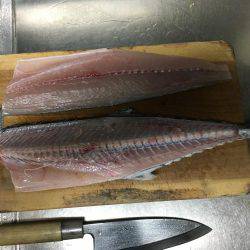 サゴシが釣れました