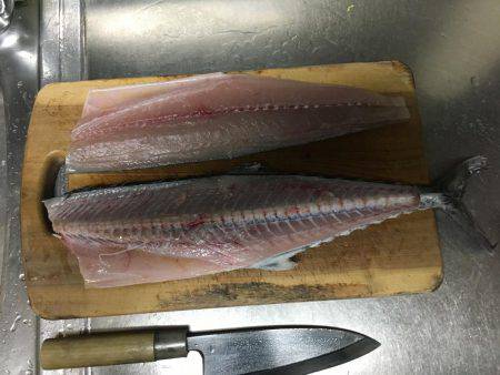 サゴシが釣れました