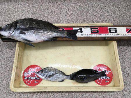 久し振りの良型