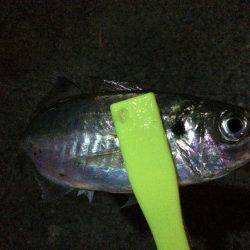 今日はかなりの劇渋