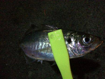 今日はかなりの劇渋