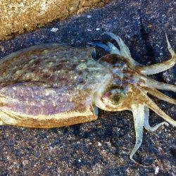 ホゲリンピック(笑)