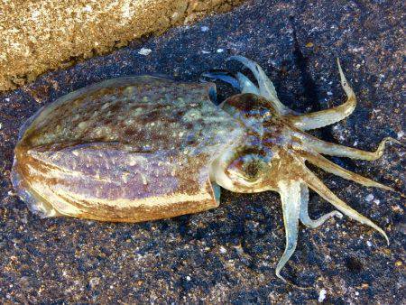 ホゲリンピック(笑)