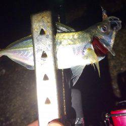 初心者アジング