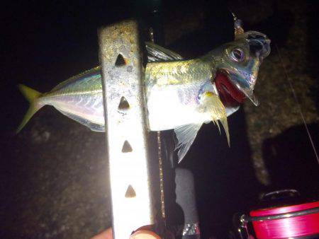 初心者アジング